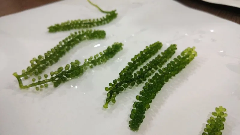 
TOP QUALITY Premium Quality Fresh Seagrapes/Salted seagrape /Dehydrated Green Caviar W/A+84 90 335 49 81 ( Kim ) 