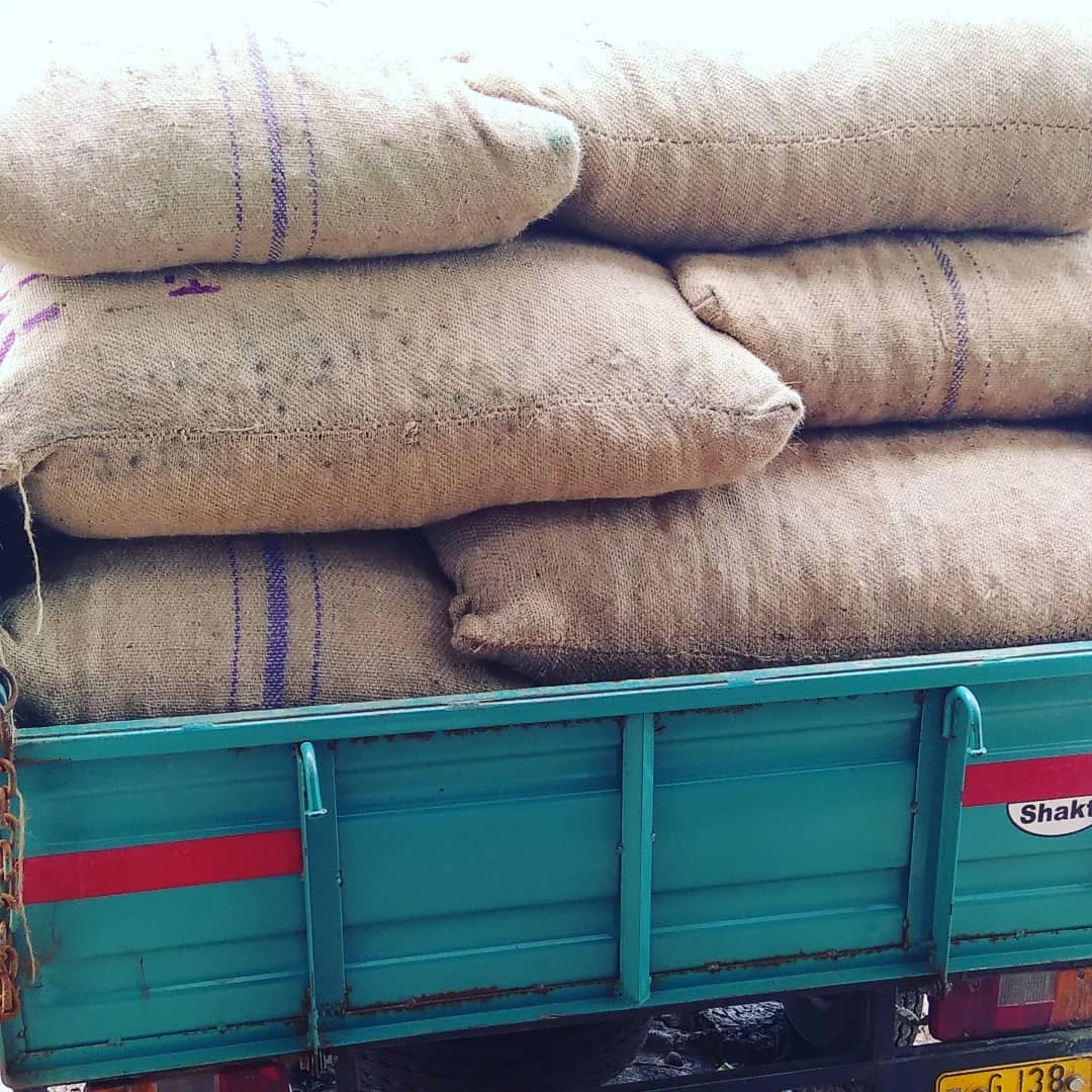 WHOLESALE BETEL NUT / PEELED BETEL NUT For Export