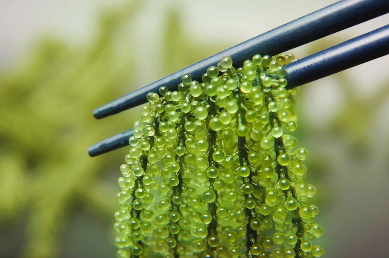  100% натуральный свежий морской виноград готов к отправке-морской виноград/морские водоросли из Вьетнама. Г-жа Сэнди (+ 84 587 176 063)