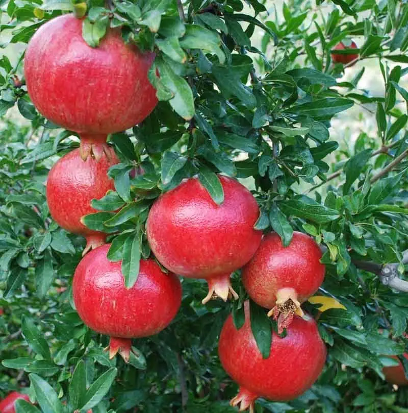 New fresh grown Pomegranate in Cheap price