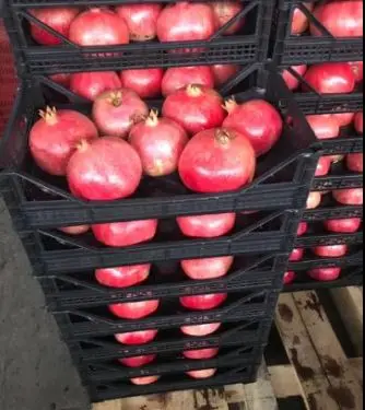 Fresh Red Pomegranates Wholesale FROM TURKEY New Season 2021 Best Price Turkish Orjin Wonderful and Hicaz all sizes