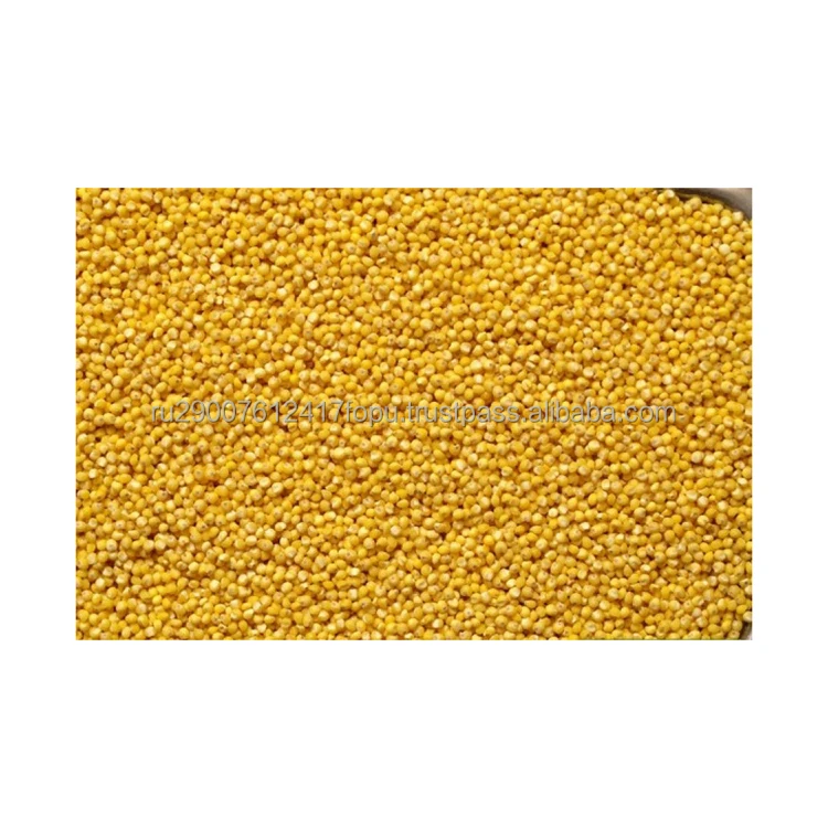 Cheap polished millet groats delicious and very healthy dish with an exquisite aroma and delicate taste, millet
