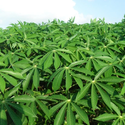 Листья замороженной кассавы хорошая цена на продажу высокое качество мистер Томас + 84961478592