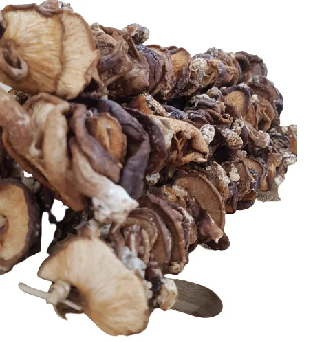 Organic Mushroom High Quality Dried Shitake Mushroom Organic Dried Food Wholesale Price New Crop 2021