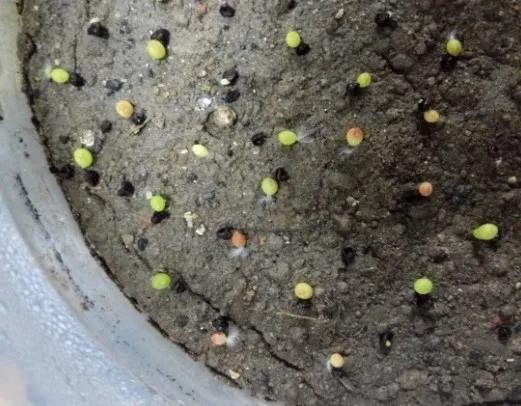 High quality Astrophytum seeds of cactus seeds