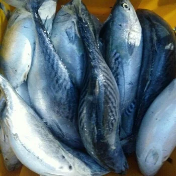 Frozen Bonito Tuna Fish Whole Round From Vietnam Cheap Price- Whatsapp 0084 989 322 607
