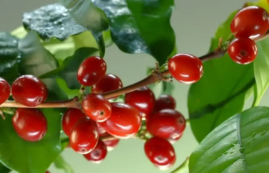 Высококачественный коммерческий КОФЕ Robusta из Вьетнама с различными вкусами продукт на заказ по