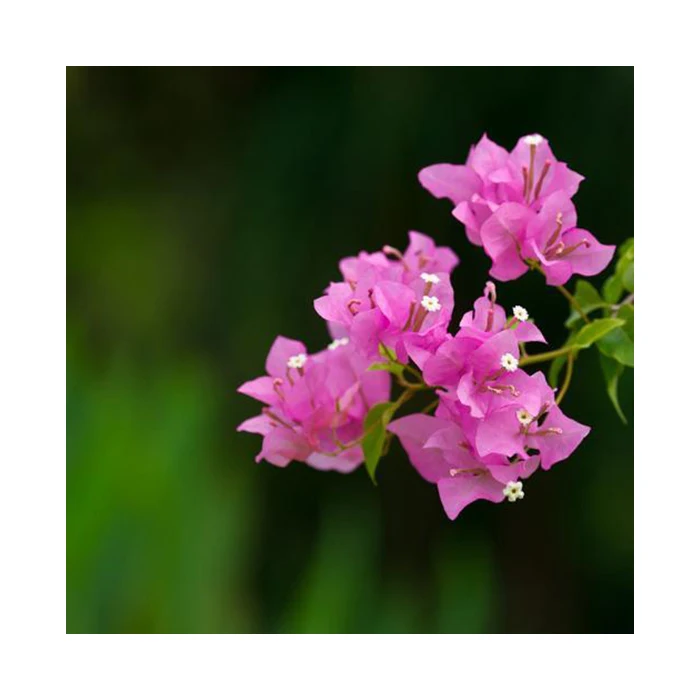 Натуральные растения бугенвиллеи из Таиланда