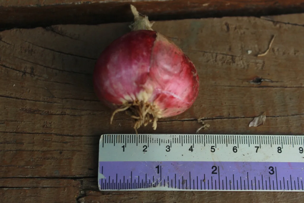 
Fresh Shallot Onion from Thailand 