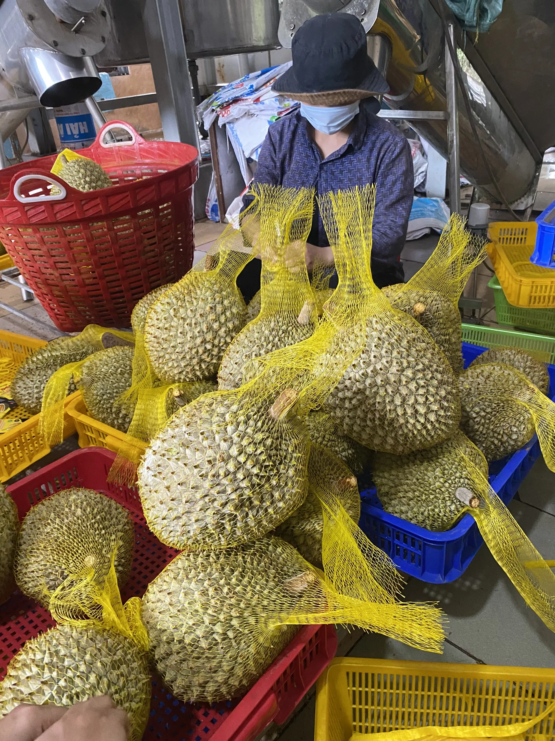 Низкая цена-продукты дуриан свежие тропические фрукты во Вьетнаме-Ms. Smiley + 84 328334958 ( Whatsaap)