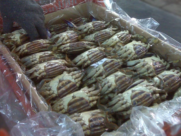 
High Quality Factory Frozen Swimming Crab Blue Crab 