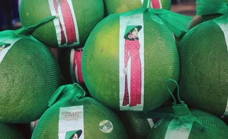 Wholesale for Fresh Green Skin Pomelo/ Grapefruit From Vietmam// Jolene +84 336089155