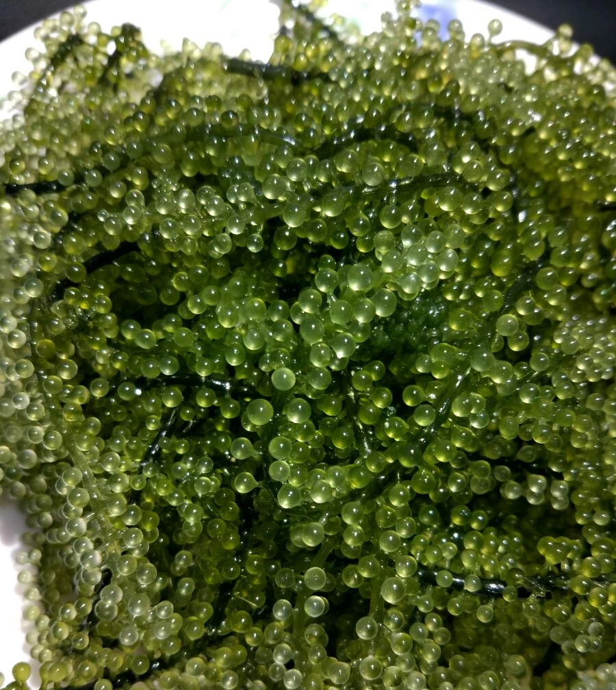 
Healthy Food Dehydrated Dried Seaweed made in Vietnam 