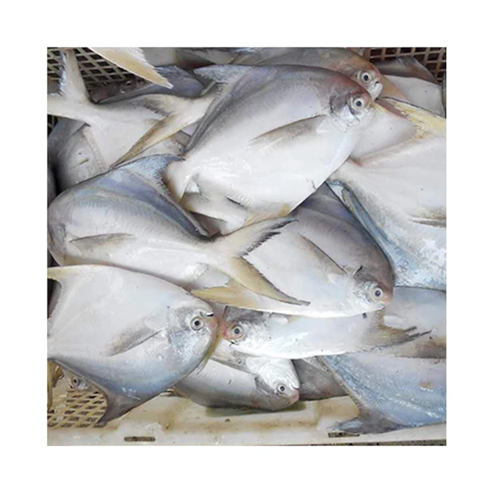 Bulk Frozen Farming Fish Professional Seafood Supplier