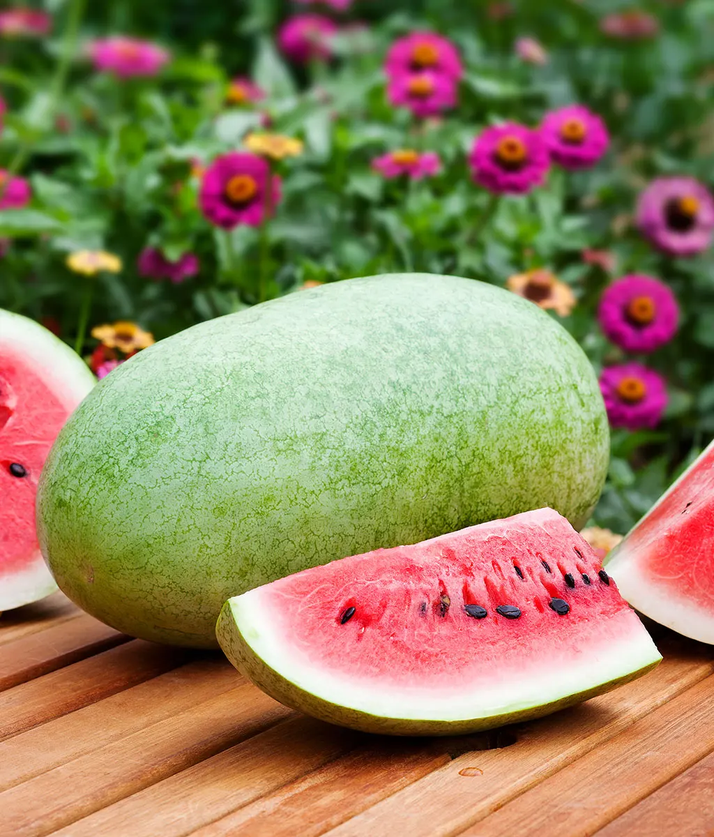 
WHOLESALE FRESH WATERMELON 