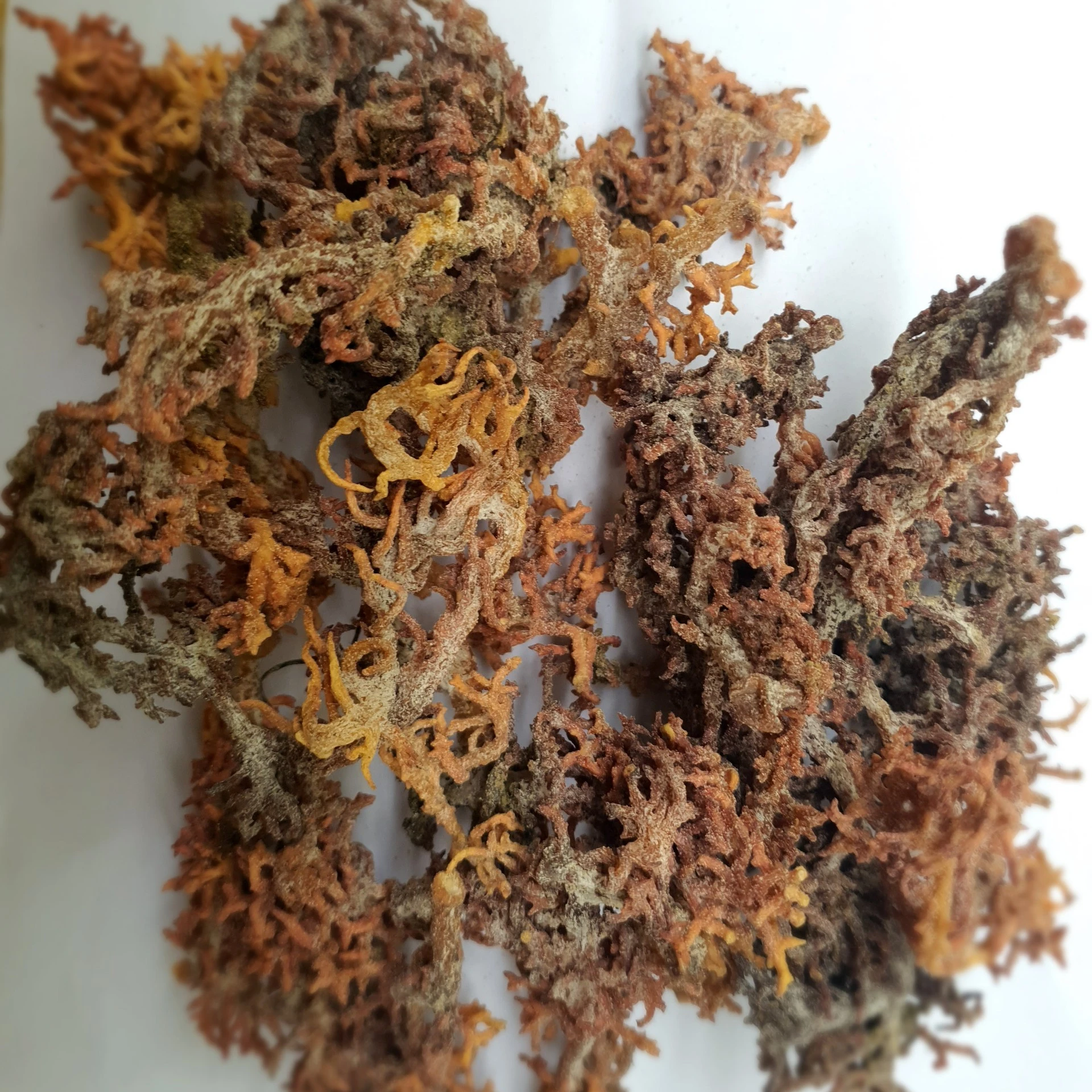 Оптовая продажа, сушеный ирландский мох, высокий питательный материал из дикого острова во Вьетнаме