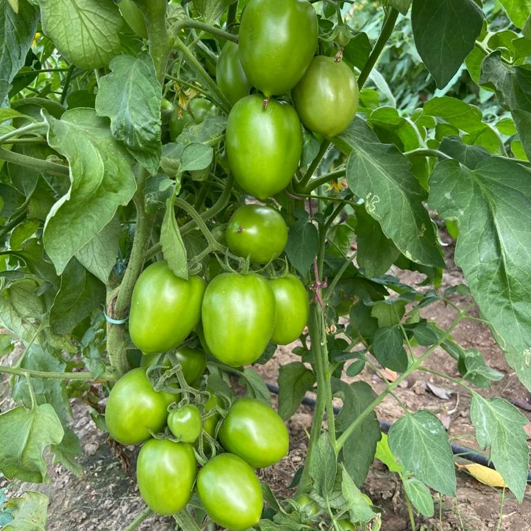  Семена томатов овальной формы Красного Цвета Хорошего вирусного качества