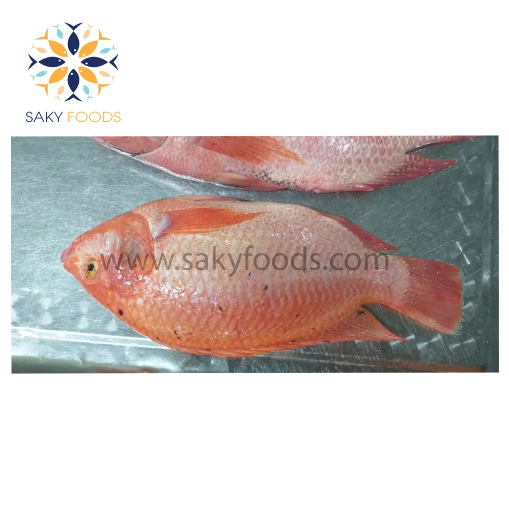 Frozen Red Meat Tilapia Fish With Good Price