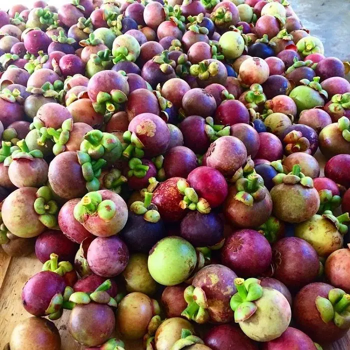 Вьетнамский мангостин со стандартным экспортным качеством экспортируется в ЕС США Азию и другие рынки