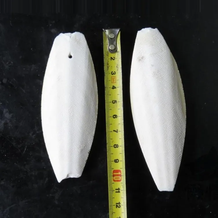 CUTTLE FISH BONE/ CUTTLEFISH BONE/ CUTTLEBONE FOR BIRD - PRODUCTS FROM VIET NAM 2021