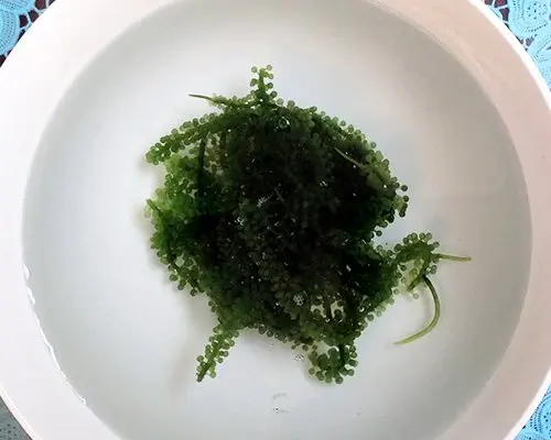 SEA GRAPES - Caulerpa lentillifera VIETNAMESE SEAWEED / Amber