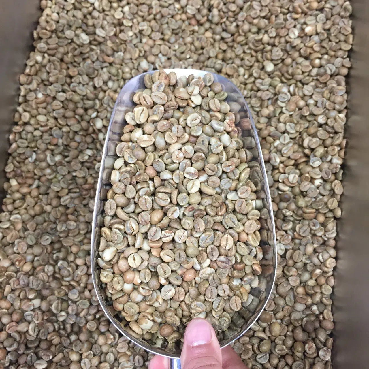 Оптовая цена, жареные кофейные зерна, зеленые кофейные зерна, кофейные зерна