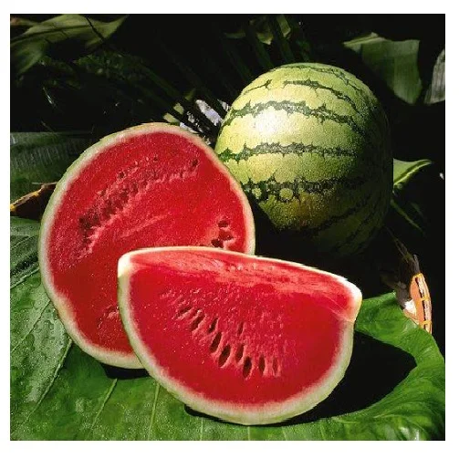 Свежий Фруктовый арбуз // напиток для фруктов // EDNA + 84 919 04 5050