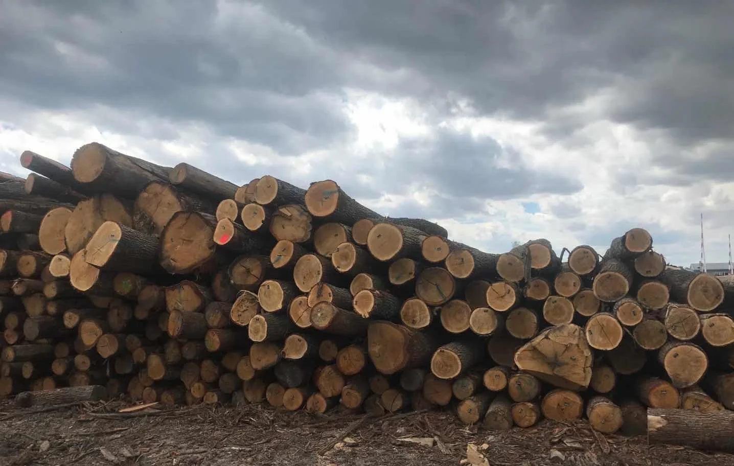 White Oak Sawn Logs 30+ cm