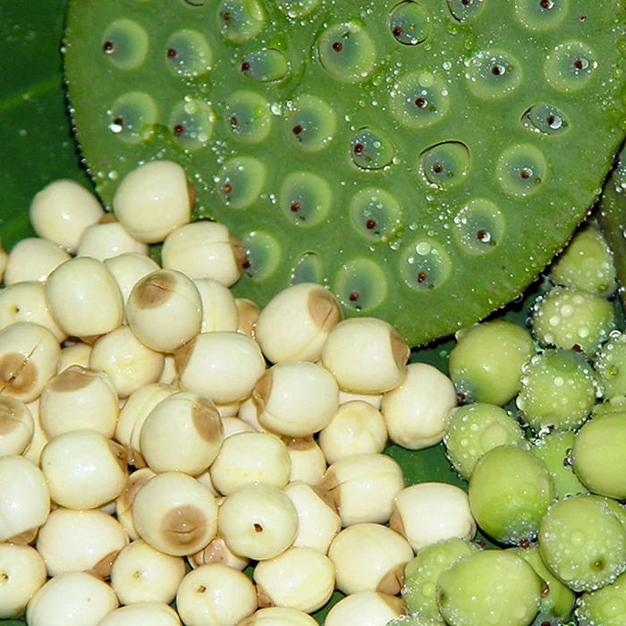[HOT DEAL 2023] -- LOTUS SEED - TOP QUALITY & BEST PRICE from VIETNAM WHOLESALE 2023