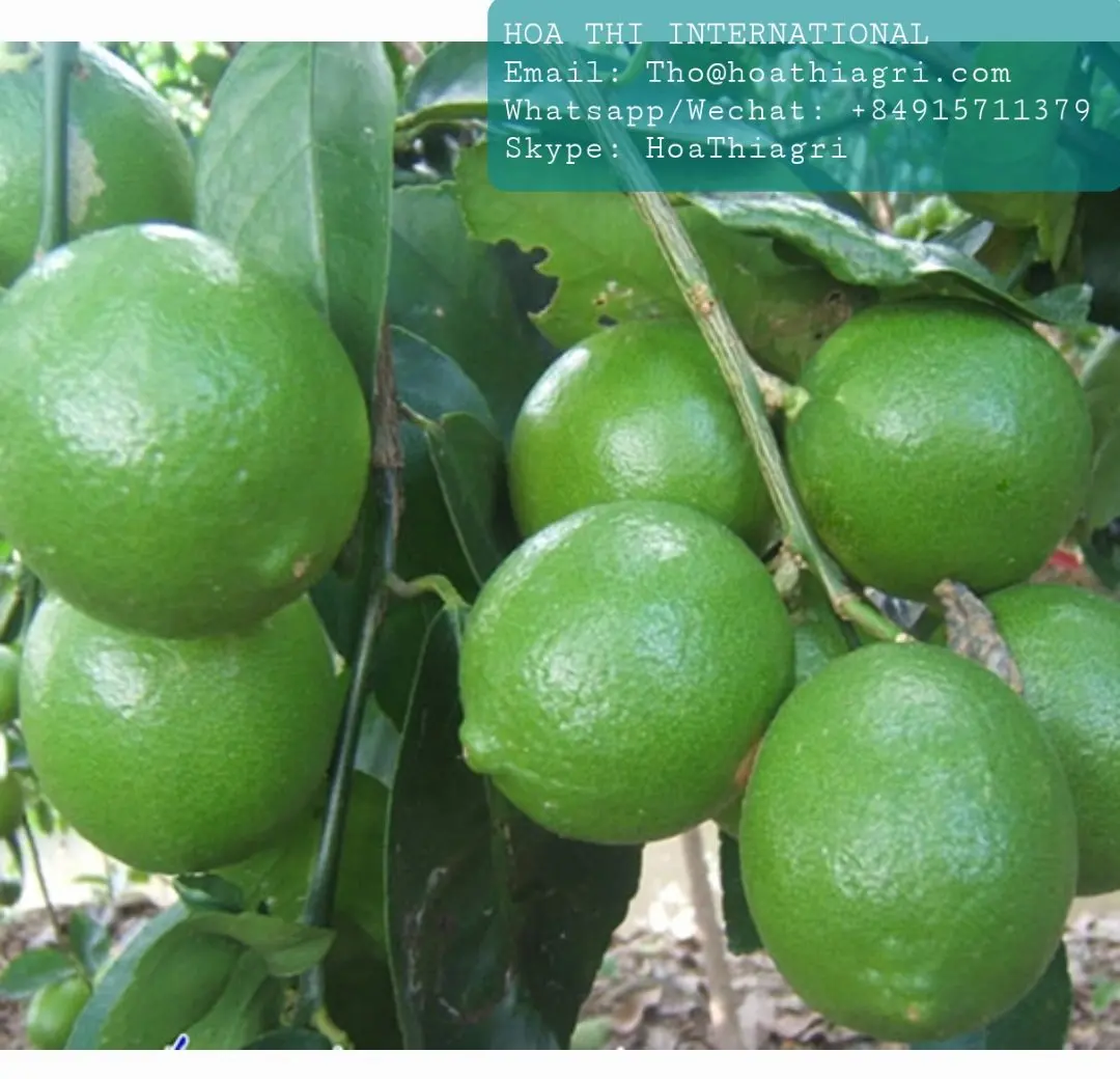 100% Maturity Natural Taste 5 cm Size 12 Months Shell Life 10kg Green skin Good Quality Fresh Lime Seedless