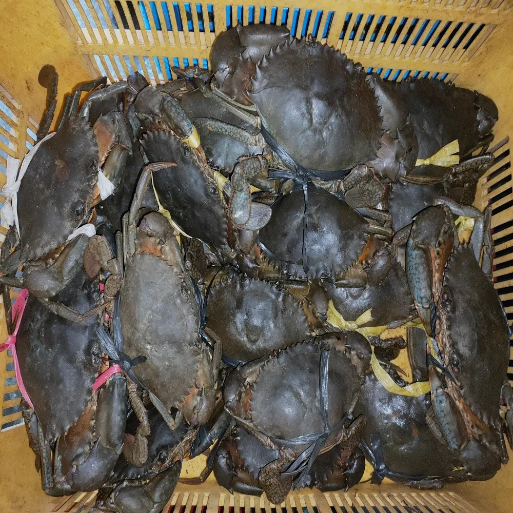 Живой грязевой краб