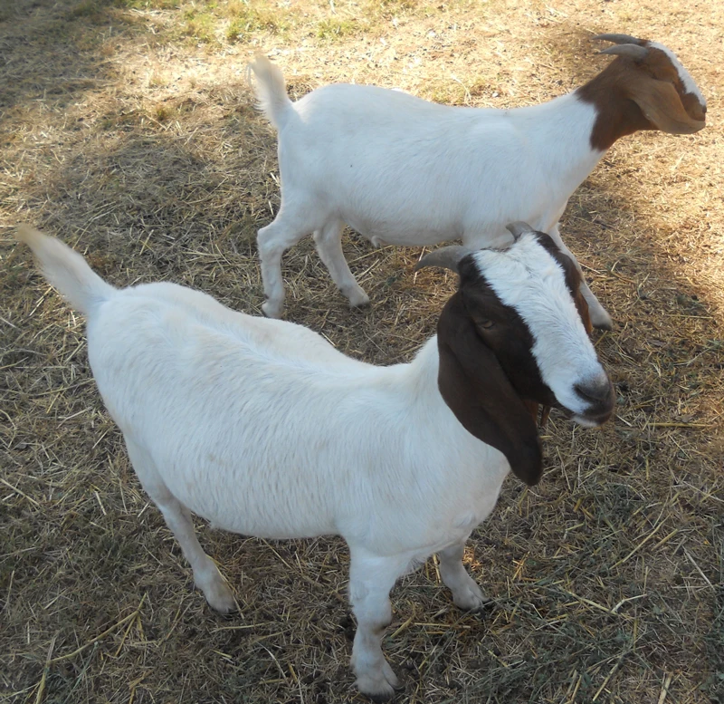 
Pure Breed Healthy Boer Goats for Sale 