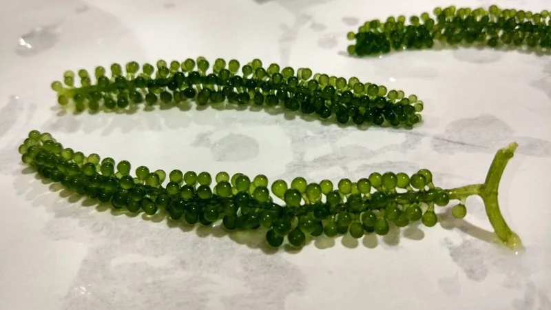 
TOP QUALITY Premium Quality Fresh Seagrapes/Salted seagrape /Dehydrated Green Caviar W/A+84 90 335 49 81 ( Kim ) 