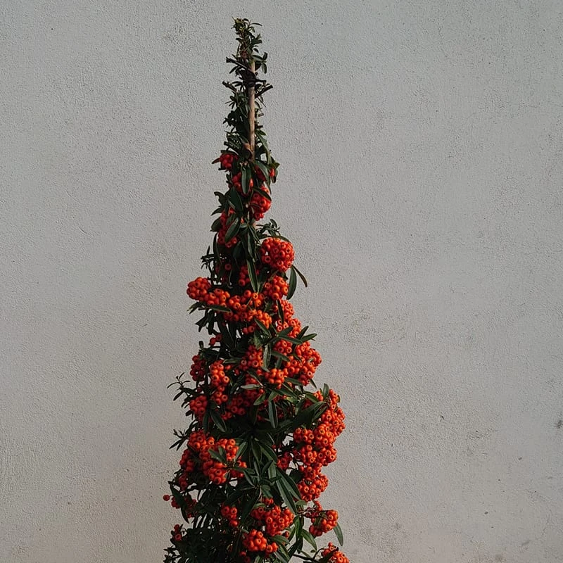 
High Quality Natural Plant Pyracantha For Sale Piracanta Plant 