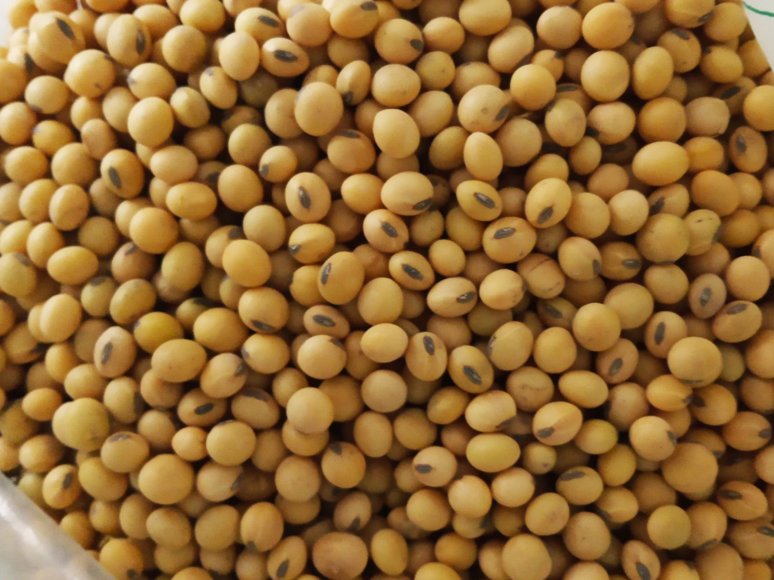 Excellent NON GMO Soybean from Argentina