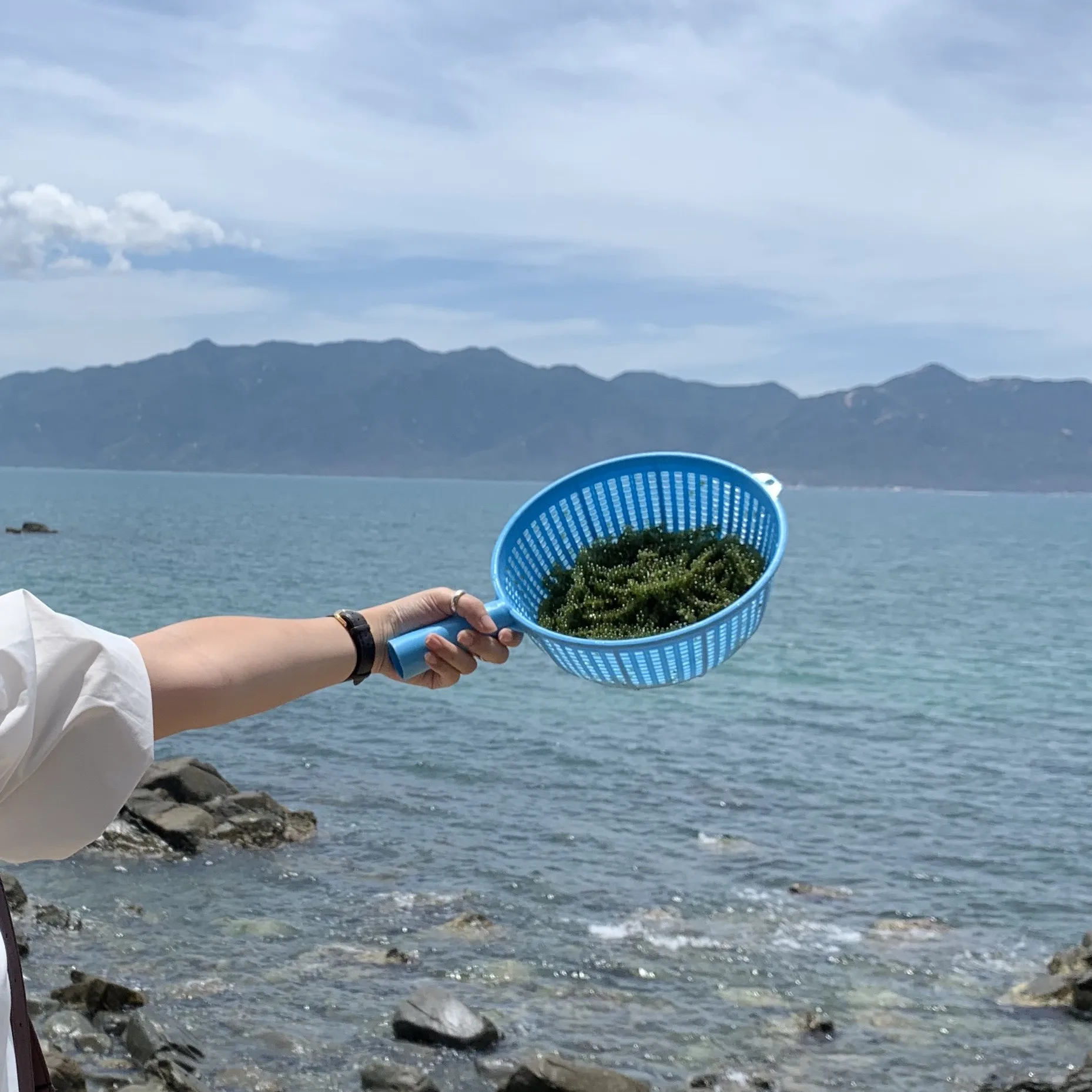 Wholesale Vietnam Juice Texture Fresh And Salty Dehydrated And Marinated Sea Grapes