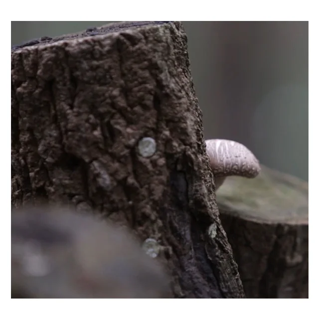 Уксус пермана 500 мл лучший корейский полезный фруктовый экстракт напиток сушеный и консервированный продукт уксуса