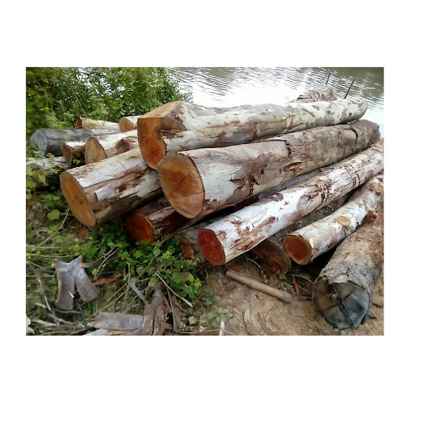 Самая дешевая цена 100% деревянный эвкалипт из Вьетнама