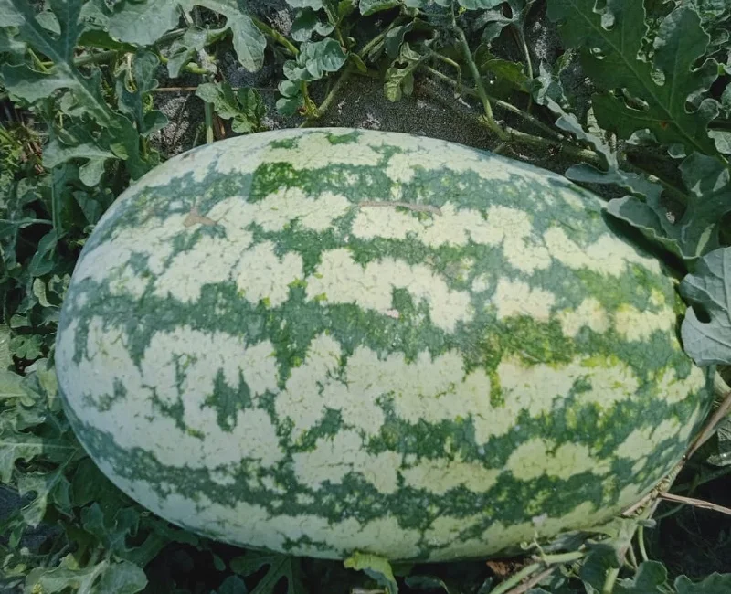 
 Гибридные семена арбуза Alfa F1 по оптовой цене от 8 до 12 кг  