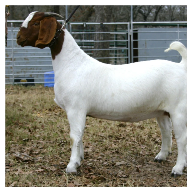 
Quality South Africa Live Pure Breed Boer Goat Health Certified Boer Goats 55kg 