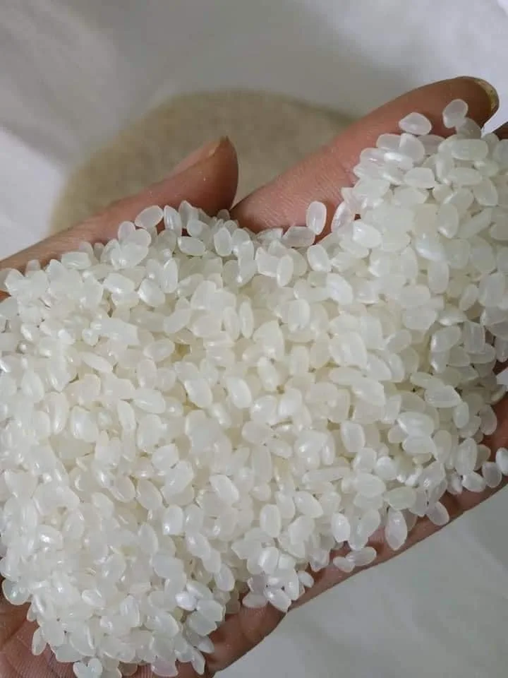 short rice Japonica Rice Made In Viet Nam Sushi rice 5KG
