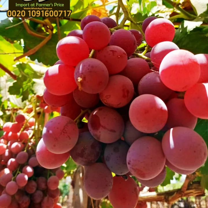 Это настоящий свежий красный виноград без рассады, готов к экспорту из египта