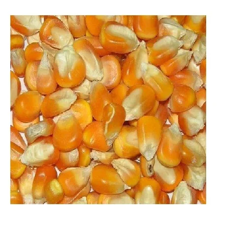 Non-GMO Yellow Corn & White Corn/Maize for Human & Animal Feed