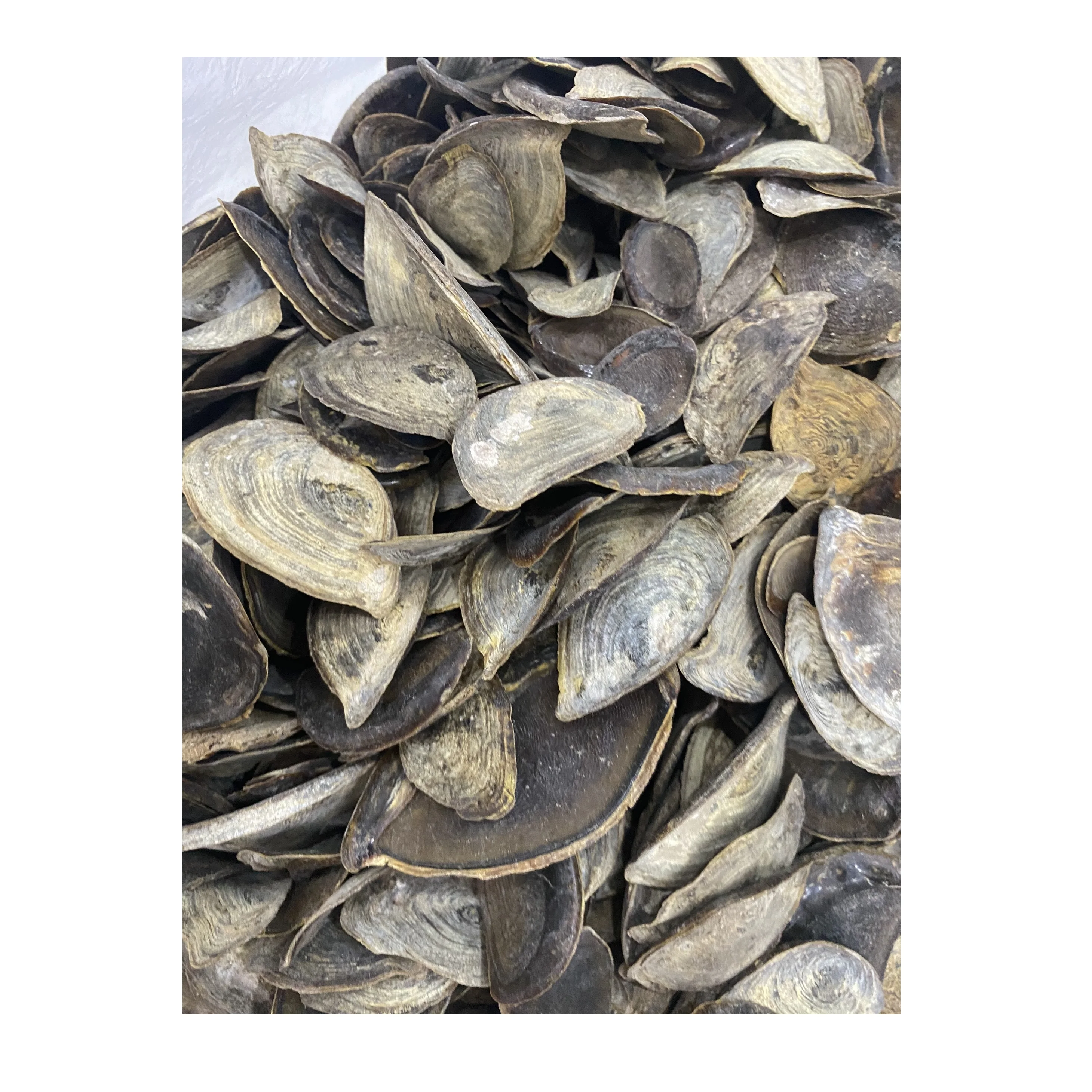 Direct Selling Dried Murex Operculum Sea Shell Snail Shell From Vietnam