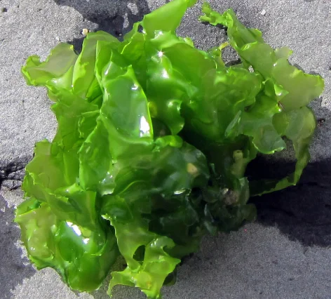 Сухой порошок из зеленых водорослей/морские водоросли улва лактука-MS. ELAINE + 84 375 431 541