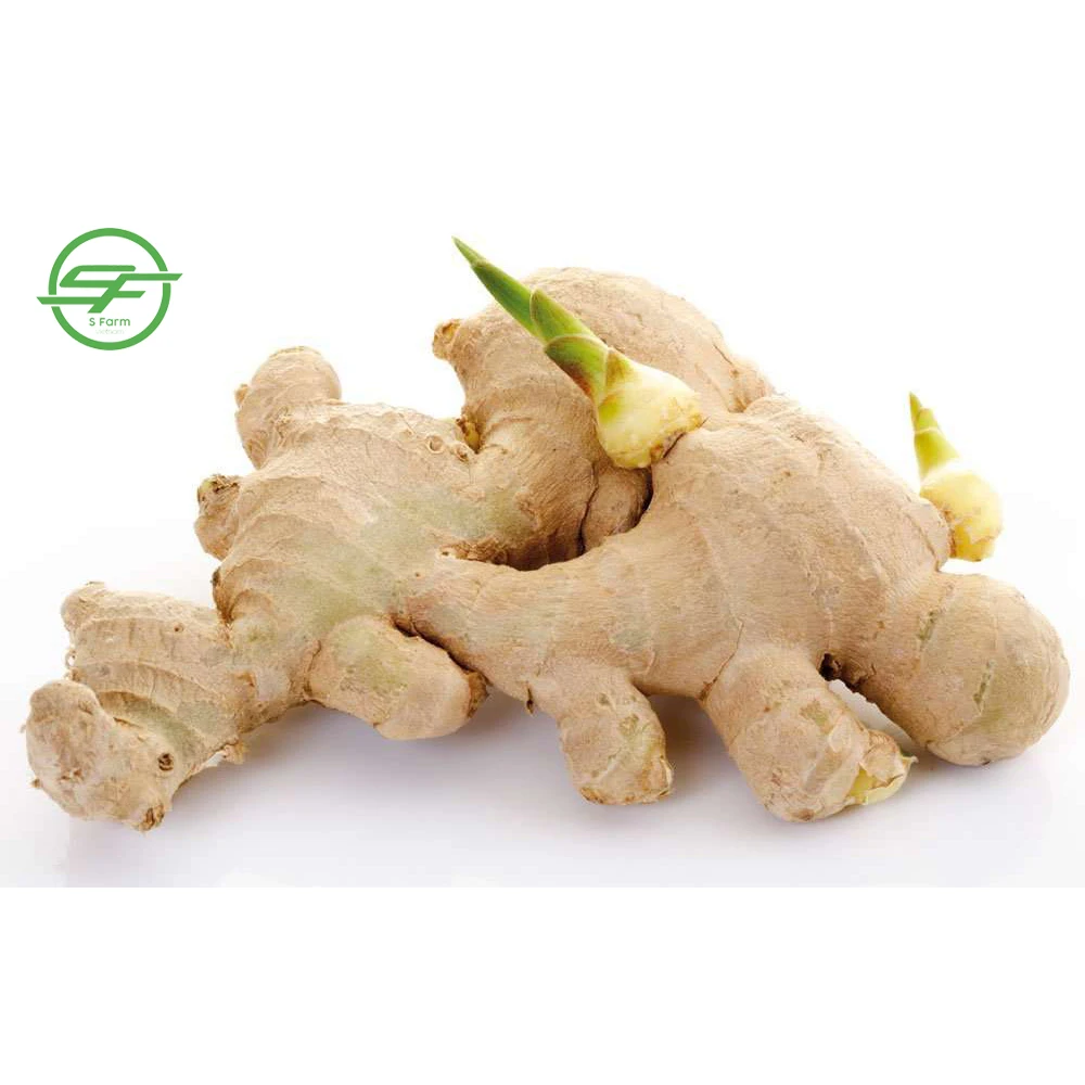 Wholesale Ginger Fresh From Vietnam