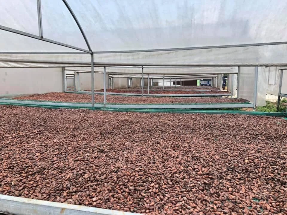100% вьетнамский натуральный какао-порошок/какао-семена