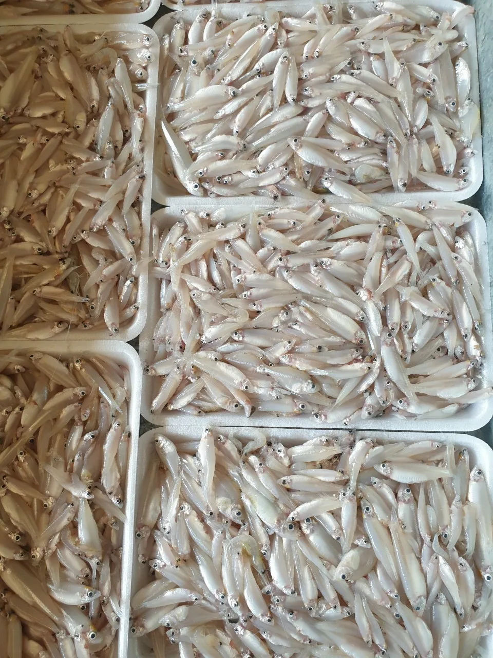 Wholesale Frozen Anchovy /  RIVER ANCHOVY Corica Soborna With High Quality From Vietnam