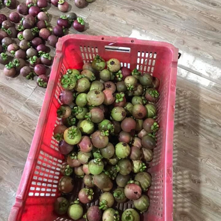 Vietnam Mangosteen fresh fruit cheap price - Premium quality, clean farming, Global GAP, prestige MS ANNA +84902804571