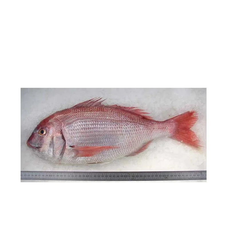 Seafood Supplier Frozen Red Sea Bream Fillet For Sale In Cheap Price In Wholesale